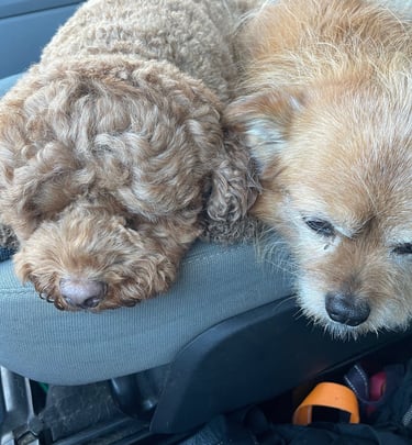 Two small curly brown dogs sleeping together on a gray car seat during a road trip.