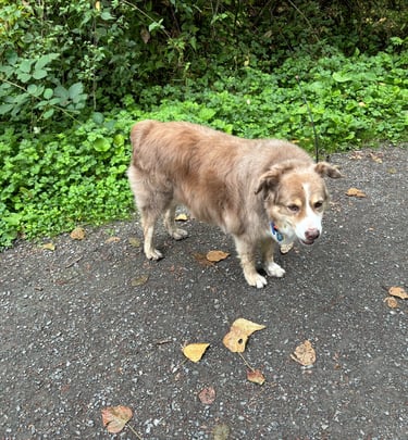 a dog is standing in the middle of a paved road