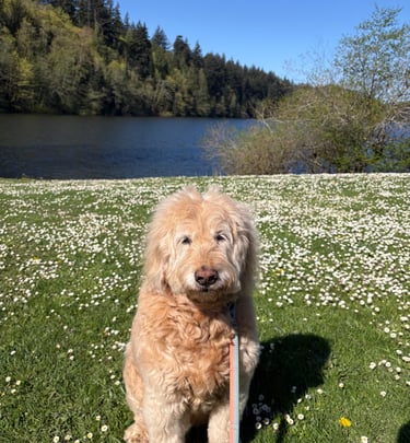 Senior dog walking in a field of flowers