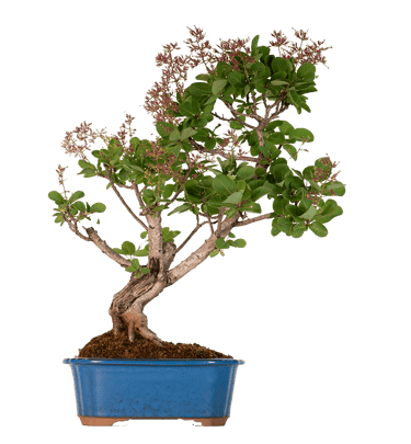 Smoketree, Cotinus coggygria, Bonsai