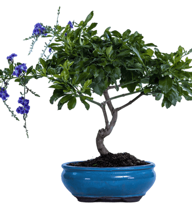 Duranta, Duranta erectus