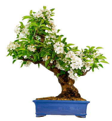 Crab Apple, Malus sylvestris