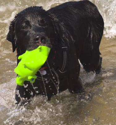 Wasserspaß für Hunde