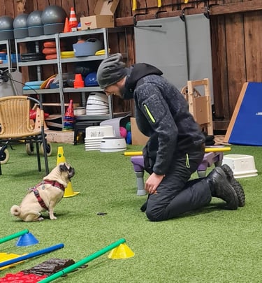 Training mit Hund