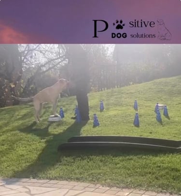 Happy Dog Happy Life 