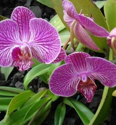 mayoristas de flores pereira