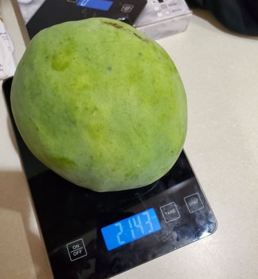 A large 'Venus' mango being weighed on a black digital kitchen food scale showing 2 lb 14.3 oz.