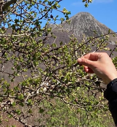 cueillette de bourgeons d'aubépine en face du puy griou