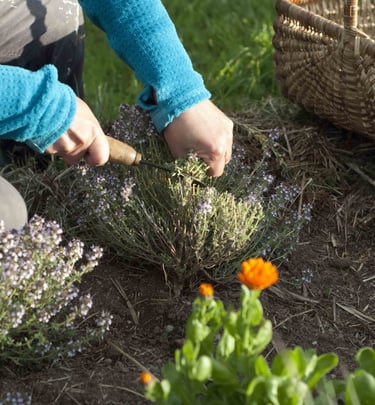 cueillette à la serpette de thym