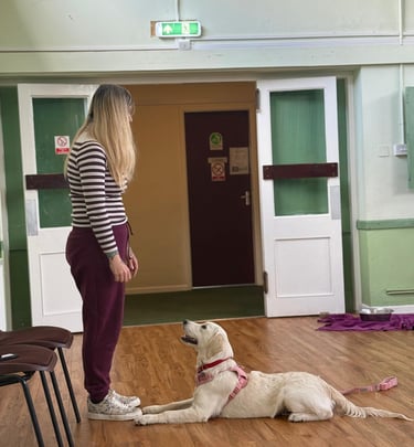 Client training a Golden Retriever during a puppy class in Stourbridge
