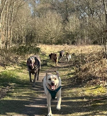 “A group of happy dogs running together along a sunny woodland trail during a group dog walk.