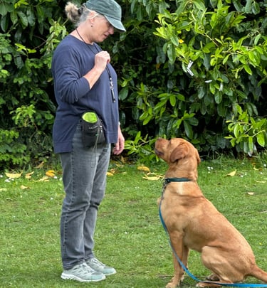Client training their fox red Labrador outdoors in Stourbridge