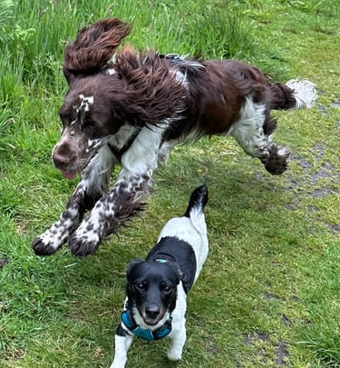 English springer spaniel leaping over a jack russell whilst energetically on a grassy woodland path