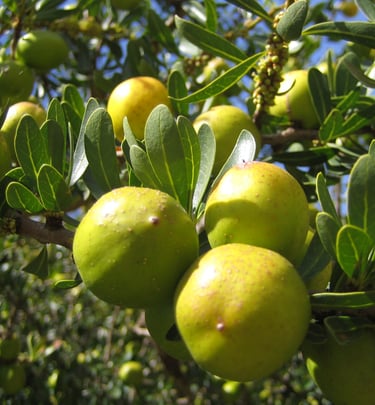 a bunch of green arganfruit on argan tree