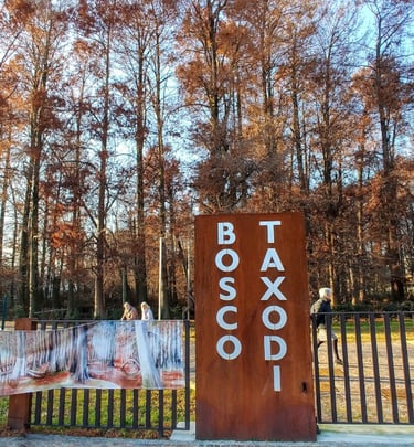 Bosco Taxodi Paratico