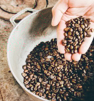 A hand holding freshly roasted dark coffee beans over a traditional metal roasting pot.