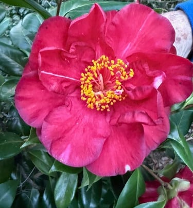 Jay's Surprise Camellia