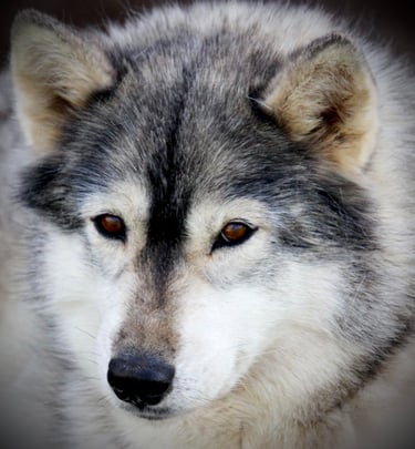 Huskyhündin Suma der Huskyzucht of Snow Wolf Valley 