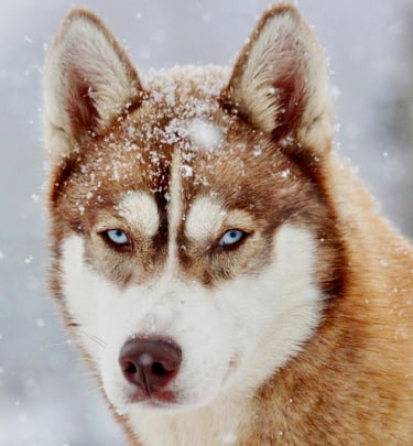 Husky Ashanti genießt den Schnee
