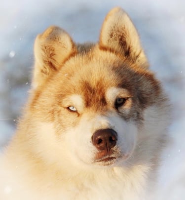 Rüde Cheveyo entspannt im Schnee auf der Huskyranch of Snow Wolf Valley