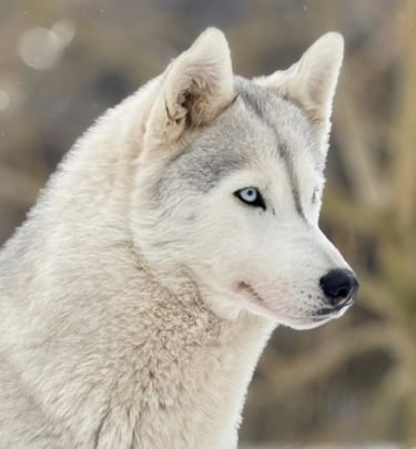 Grau-weiße Huskyhündin mit blauen Augen.