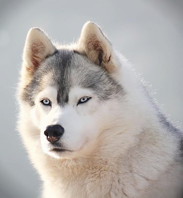 Leithündin Nscho-tschi aus der Huskyzucht of Snow Wolf Valley in Dietfurt.