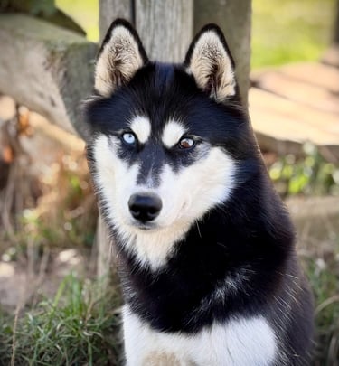 schwarz-weiße Huskyhündin mit marmoriertem Auge