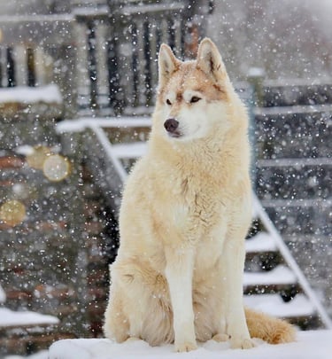 Rudelchefin Daja mit kupferfarbenem Fell und bernsteinfarbigen Augen sitzt im Schnee.