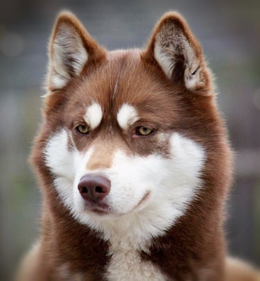Valli of Snow Wolf Valley mit braunen Augen.