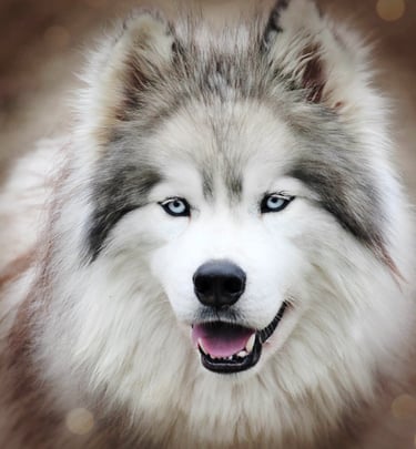Grau-weißer Husky mit blauen Augen.