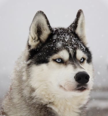 Rüde Chilko auf der Huskyranch of Snow Wolf Valley.
