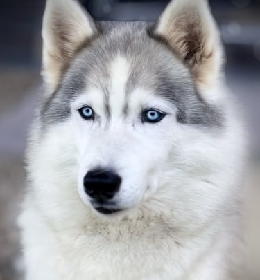 Huskydame Apanatschi aus unserer eigenen Zucht in Bayern