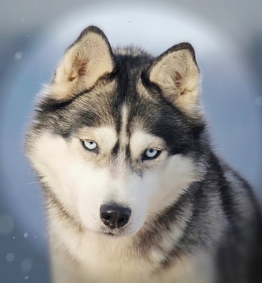 Huskyhündin Umani mit blauen Augen