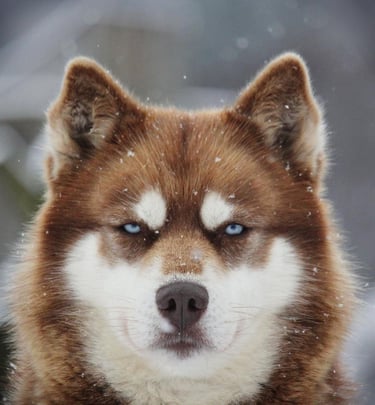 Huskyhündin Holly im Schnee