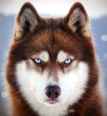 Husky-Rüde Cowboy mit blauen Augen und kupferfarbenen Fell