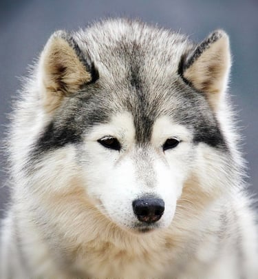Rudelchef Gucci hält das Huskyrudel zusammen und entspannt hier gerade.