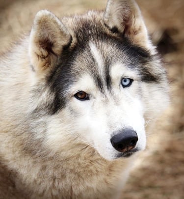 Rudelchef der Huskyranch of Snow Wolf Valley mit zwei verschieden farbigen Augen.