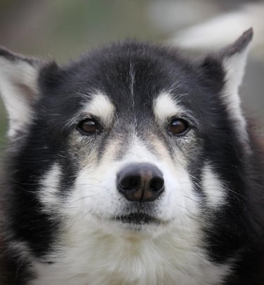 Husky-Mischling Baghira mit braunen Augen.