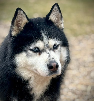Hündin Malu aus dem Tierschutz ist glücklich auf der Huskyranch of Snow Wolf Valley
