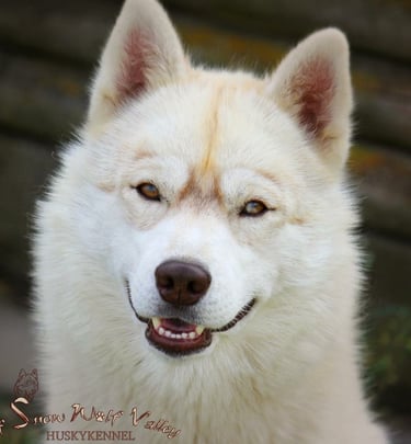 Huskyhündin mit marmoriertem Auge