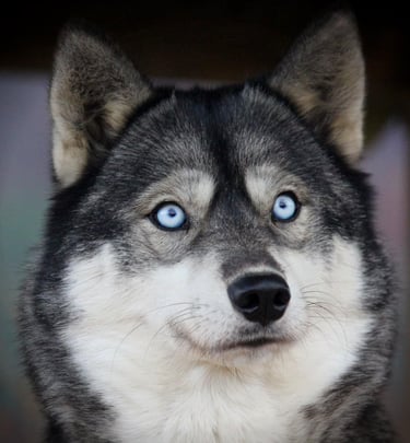 Agoutifarbene Huskyhündin Lumi mit blauen augen