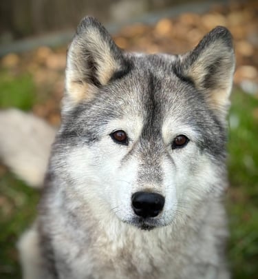 Husky Akela von der Huskyranch of Snow Wolf Valley in Bayern