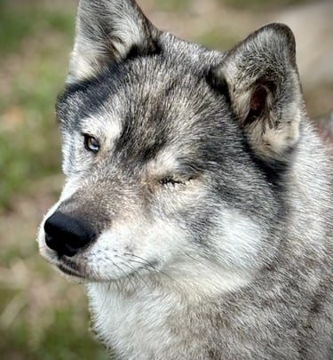 Huskyhündin Ishani mit einem fehlenden Auge