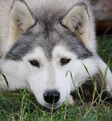 Huskyhündin Navaja entspannt im Gehege