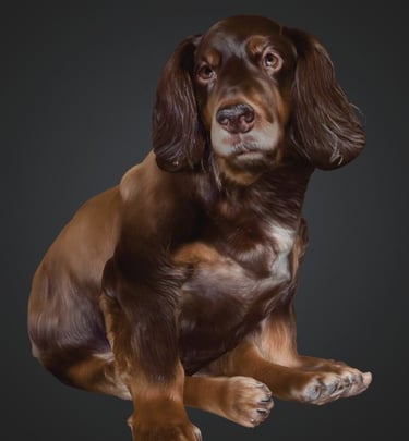 A realistic brown Boykin Spaniel dog figurine sitting with long ears and expressive eyes.