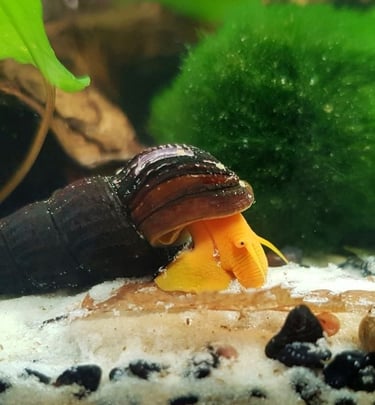 Premium Orange Rabbit Snail on white sand - Shell & Fin Boutique Standard