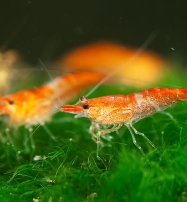 Red and Orange Cherry Shrimp on green moss - Shell & Fin Breeding Program