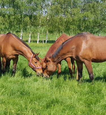 Three brown horses grazing together in a lush green pasture with birch trees in the background.