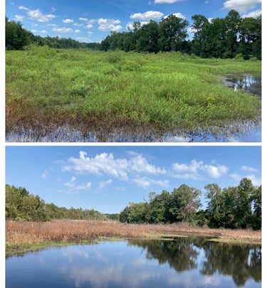 Before/After Aquatic application
