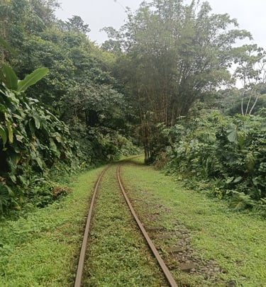 Narrow-gauge railway tracks leading through a lush green tropical jungle landscape with bamboo trees.